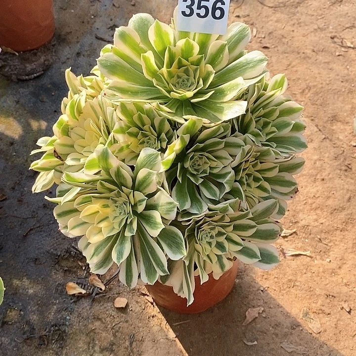 法师植物一物一拍