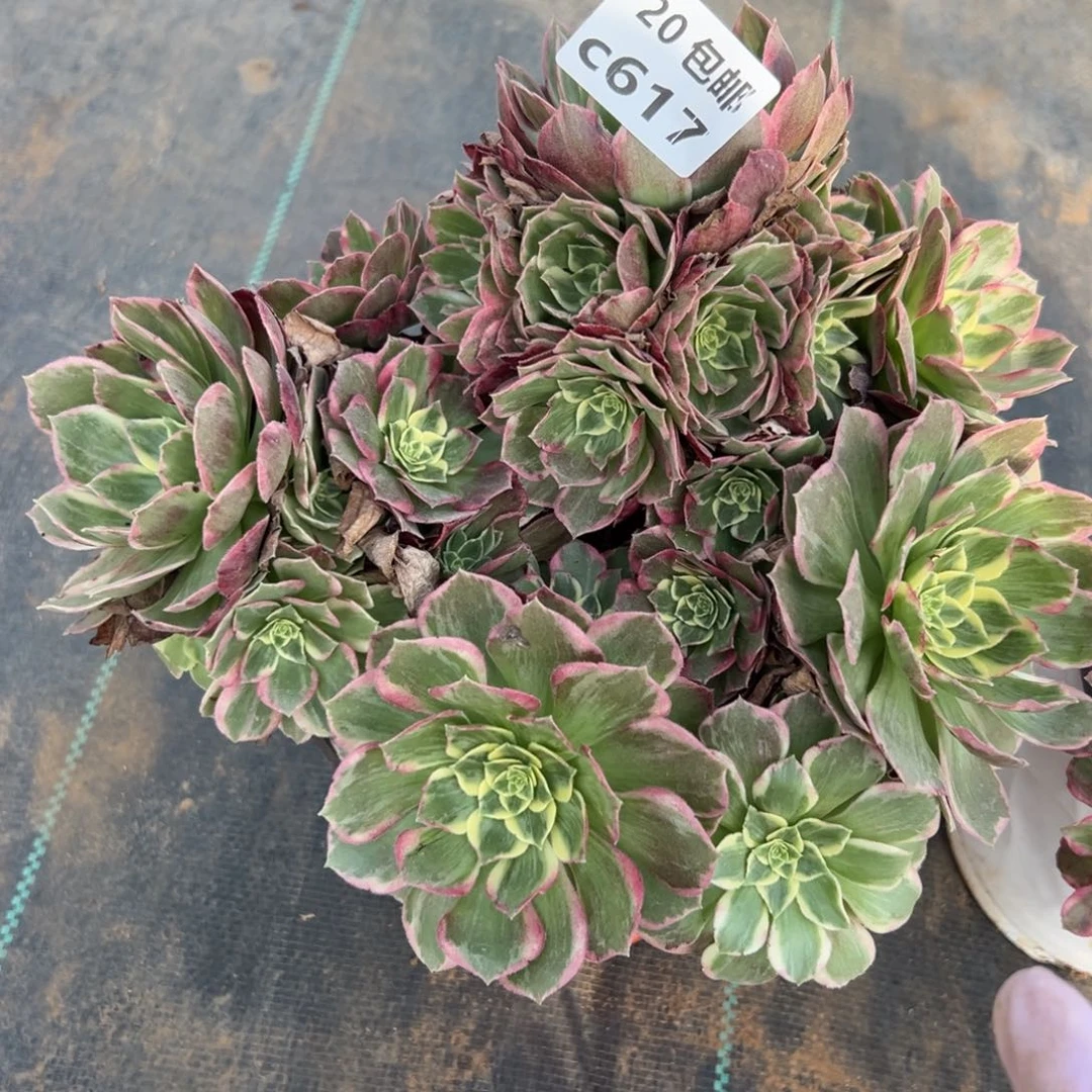 617水蜜桃，多肉法师