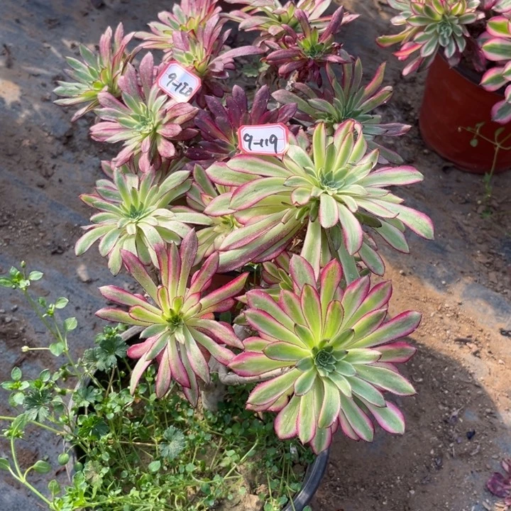 9-119 120舞天姬2处理不售后多肉