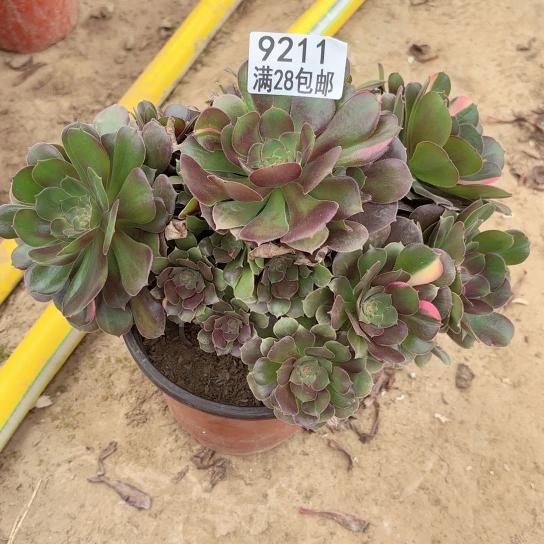 9211绍修七彩多肉2222