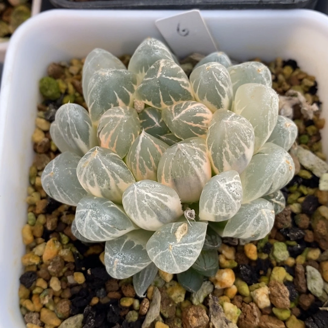 一颗实生糊斑玉露锦