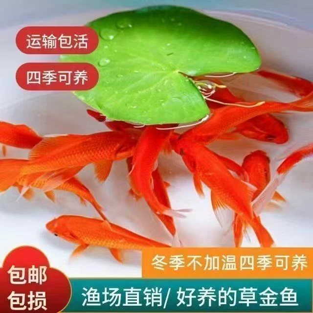 冷链包邮6-9cm草金鱼活鱼冷水鱼鲜活红鱼淡水鱼好养耐活观赏鱼