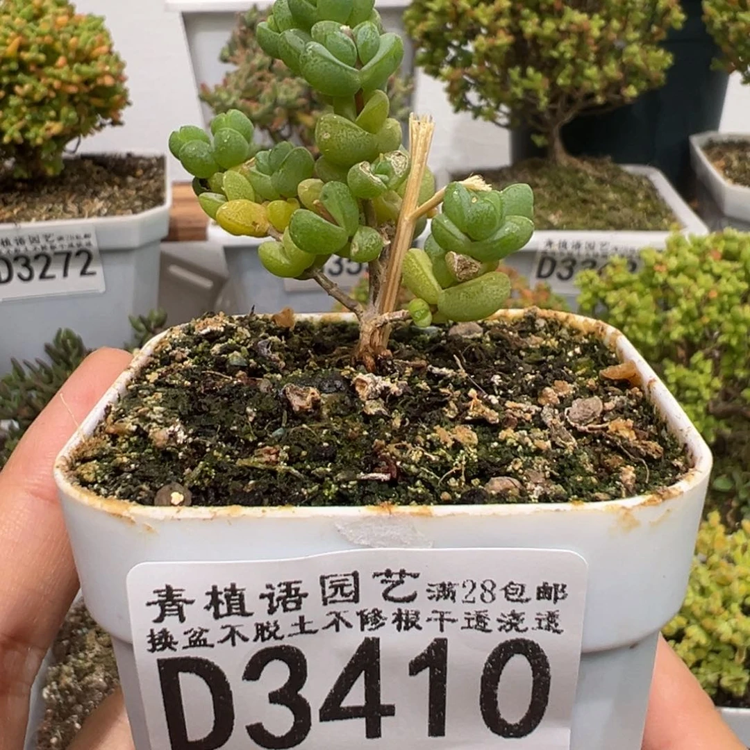 d3410元宝福利枝干