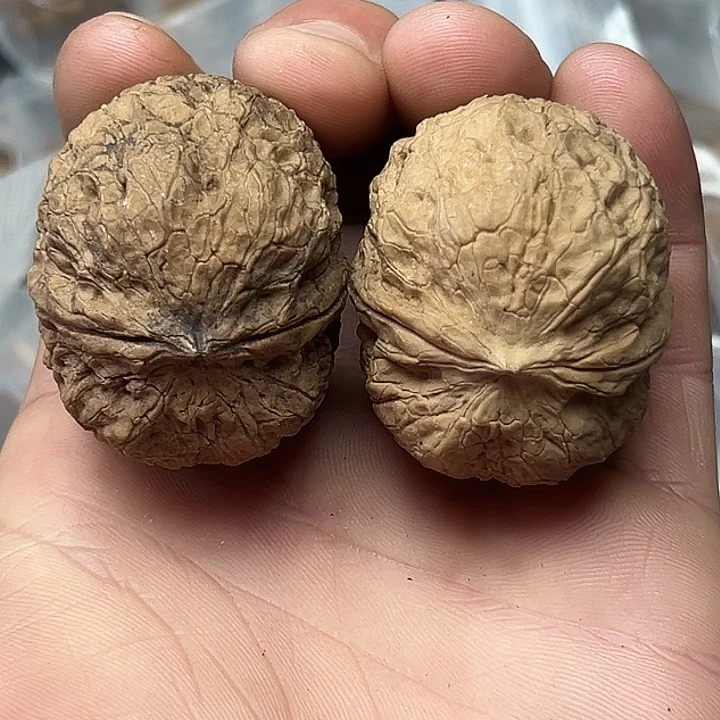 核桃41号大秤砣42尺
