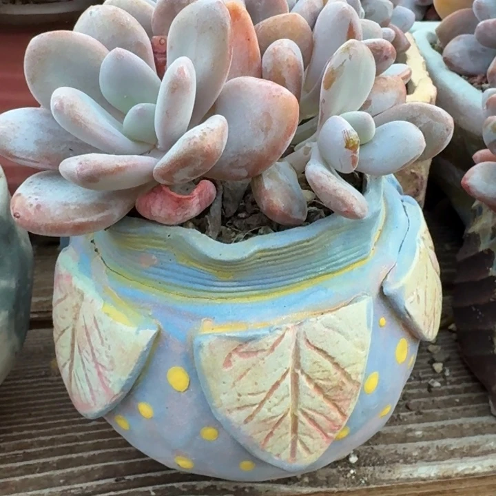 魅***引多肉植物花盆花盆