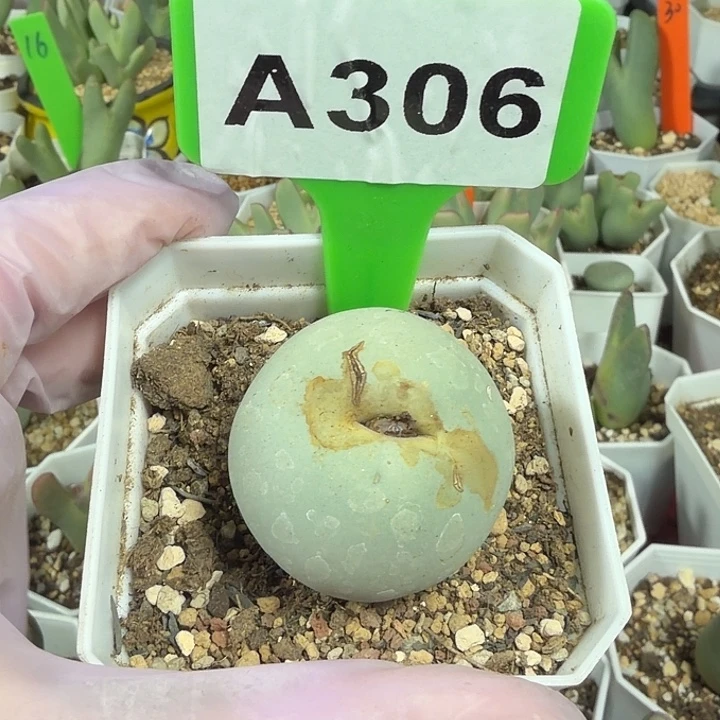 用***9306mmmmmmmmmmmmmnnn