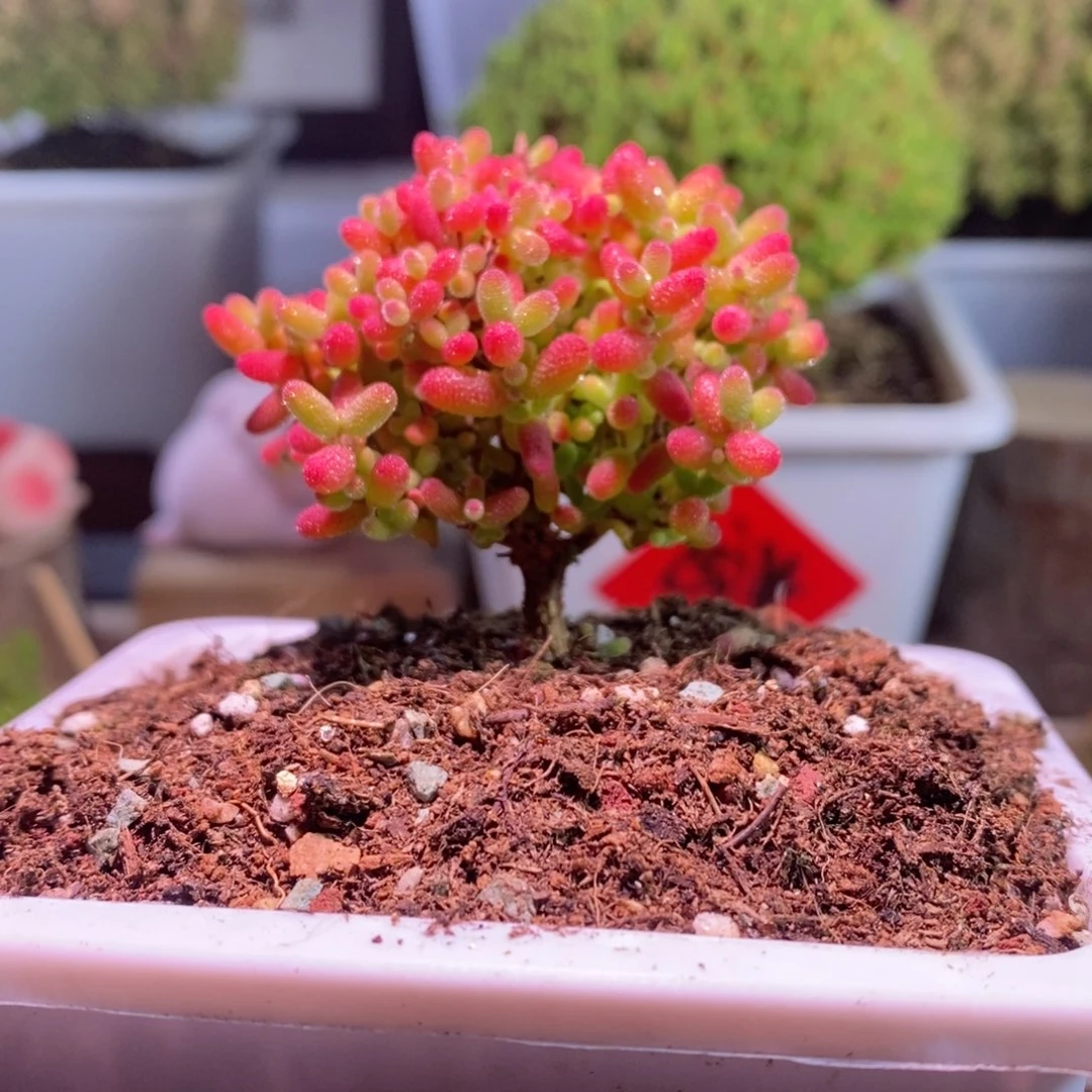 蜜橘带盆土发货一物一拍