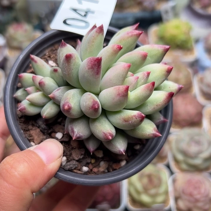 041 多肉植物组合盆栽