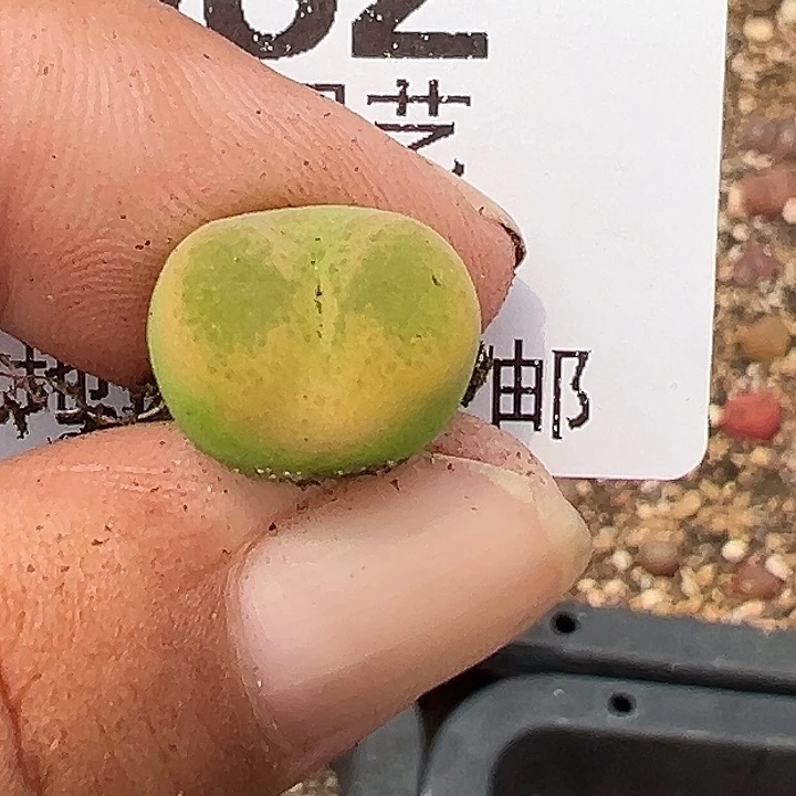 A***达082号杂交多肉植物