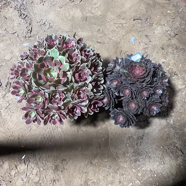 830多肉植物组合瑕疵特价，