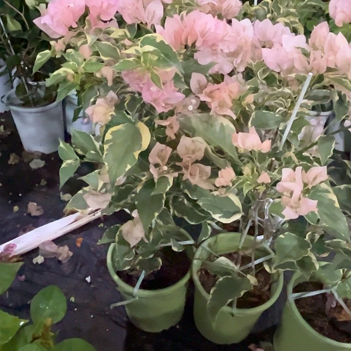 完全开放三角梅马斯