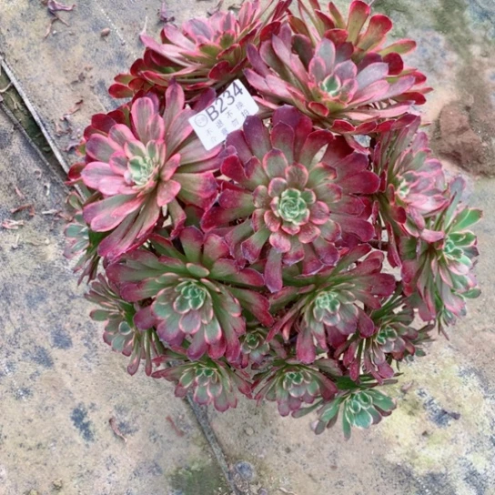 多肉植物烟花234