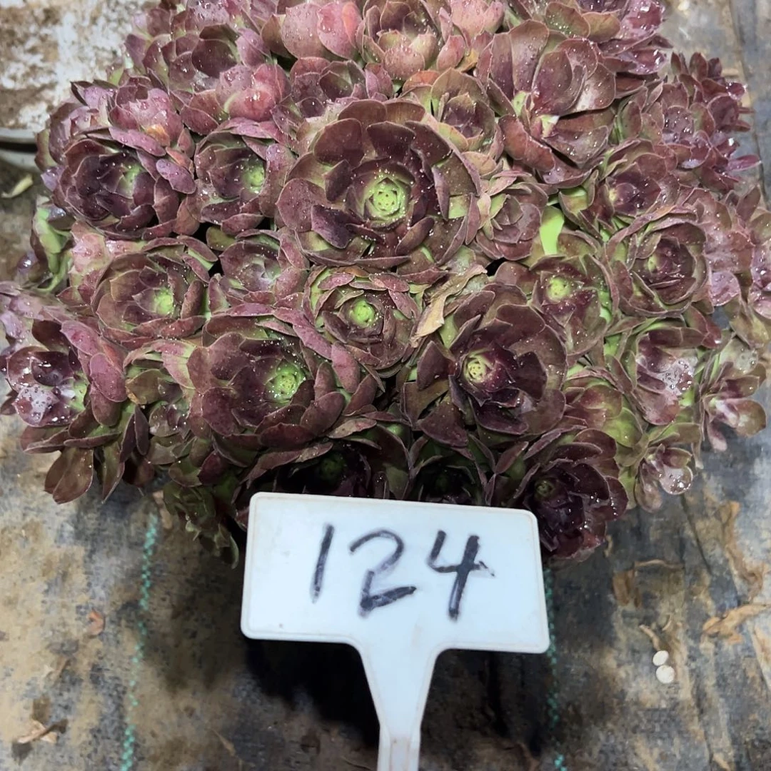 多肉植物紫罗兰法师124