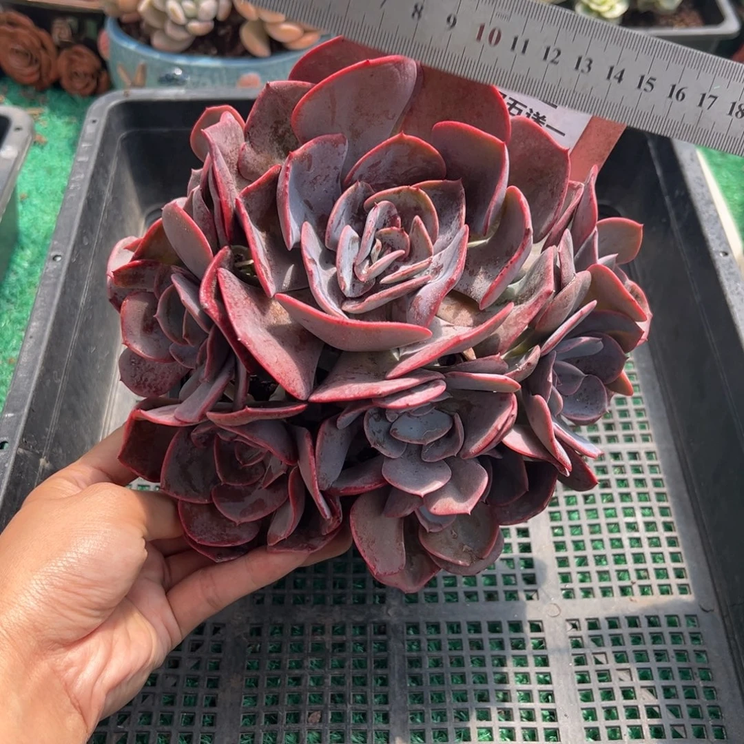 表妹精品多肉植物102: