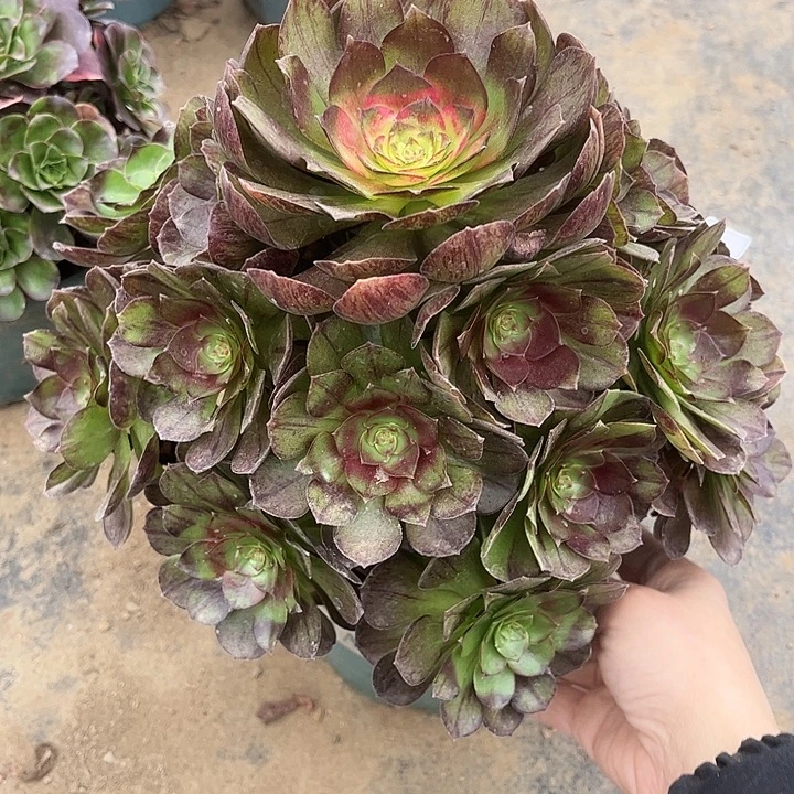 黑魔多肉植物法师125