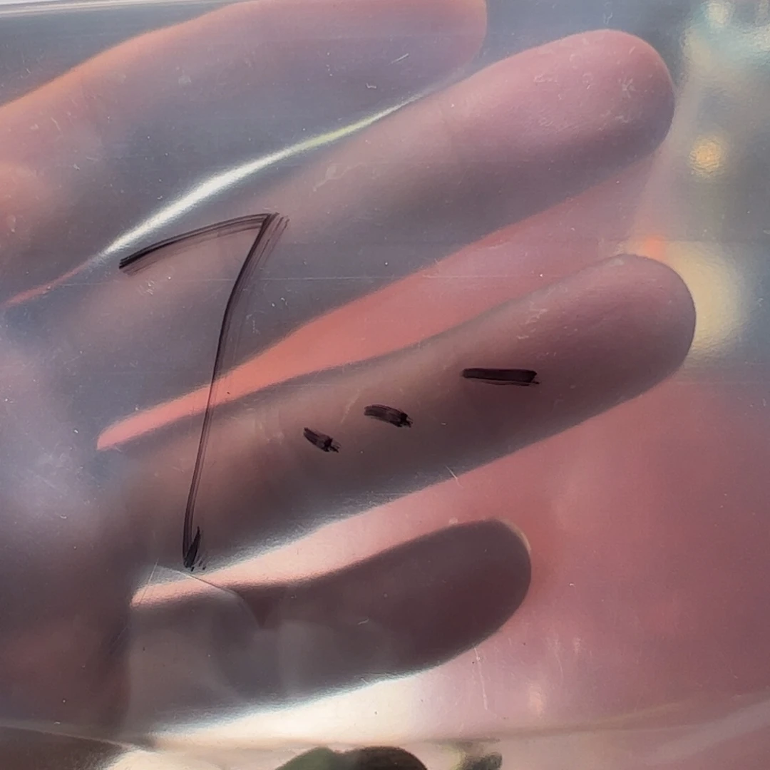 7***…中华本地手捻葫芦