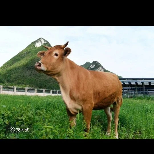 高山放养土黄牛肉
