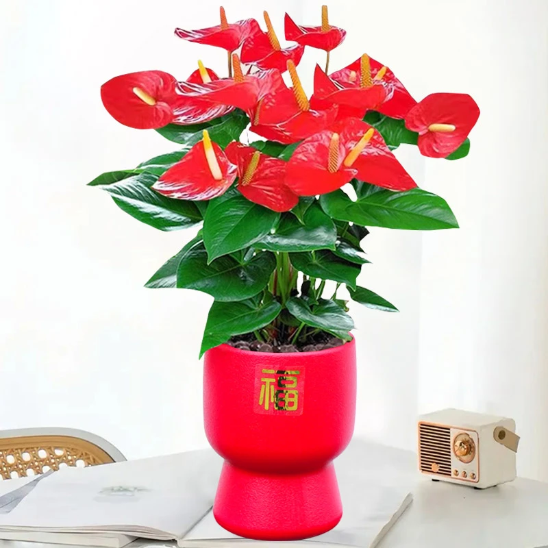 水培红掌盆栽带花易活四季开花卉绿植物室内办公室好养