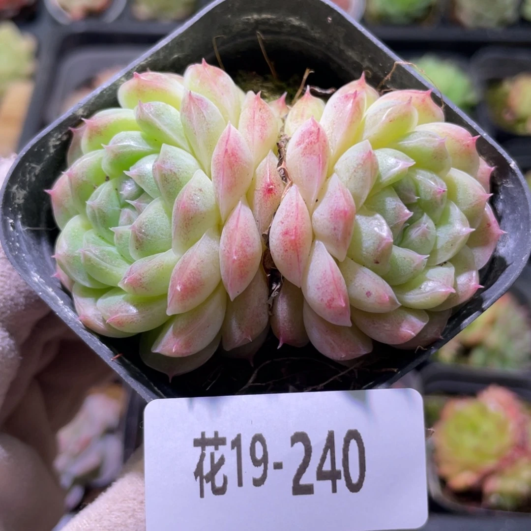 花利美19-240麦秆