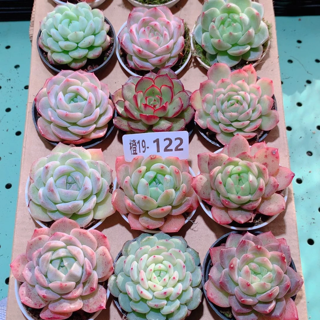 19-122一物一拍多肉带盆18颗