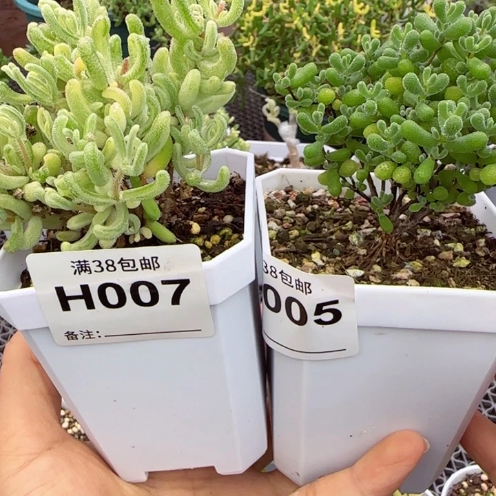 欣***笑多肉植物枝干橙叶锦翡翠