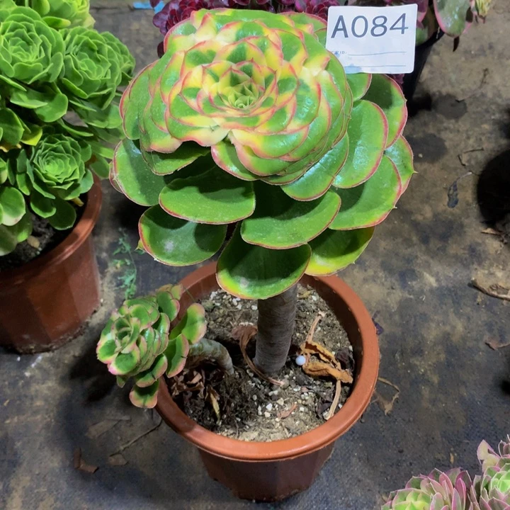 航****，王妃0840000000000