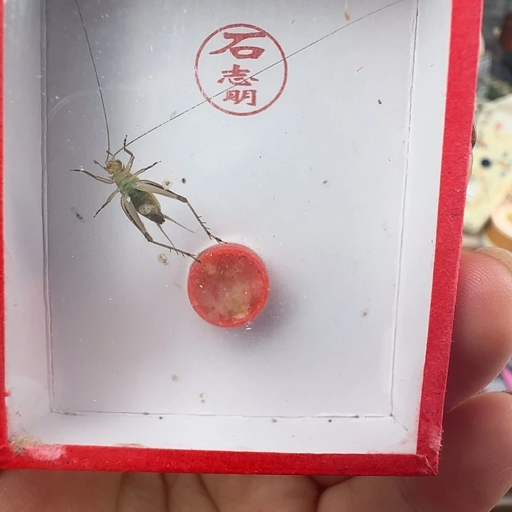 蟋蟀特级精精品石大黄…………