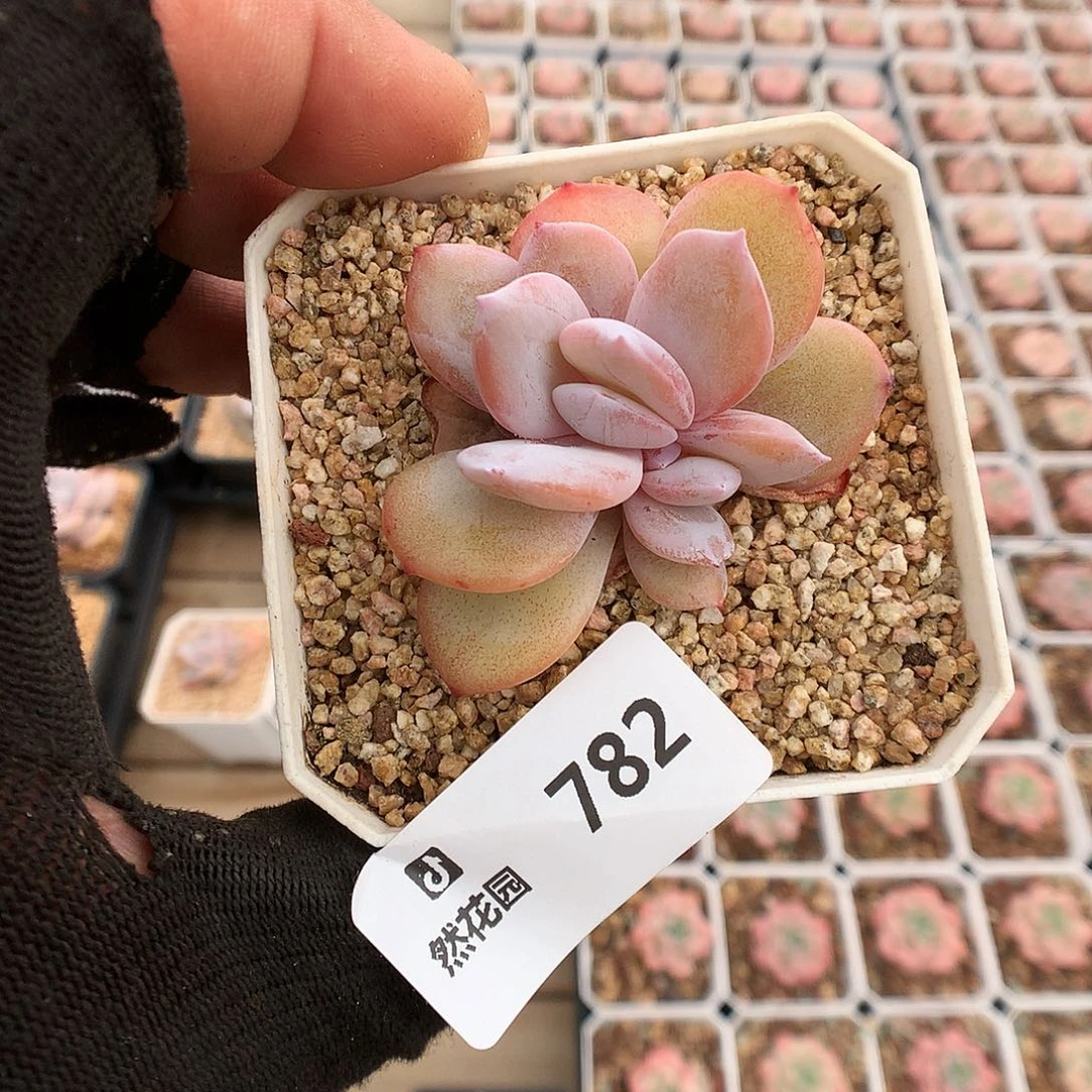 782奶茶多肉植物666