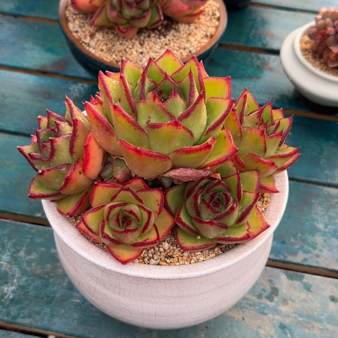 多肉一物一拍0217-1800