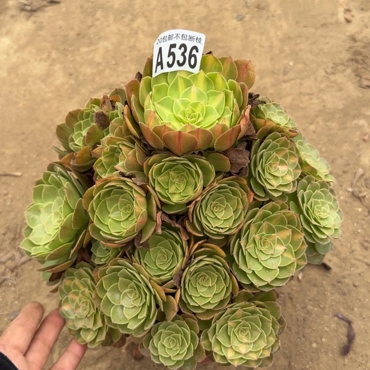 倾城中班……多肉植物……