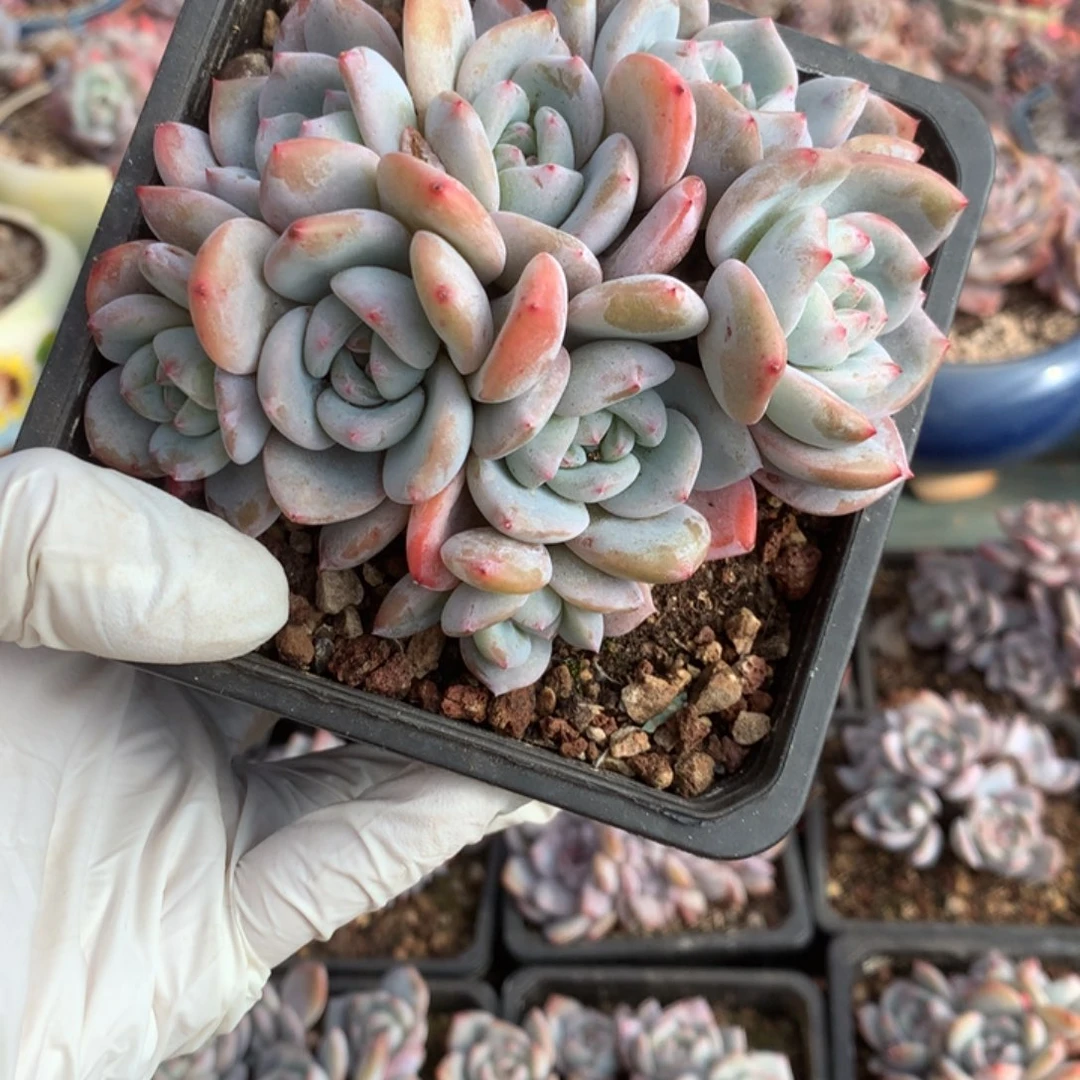 无花朵花花花花花花花7