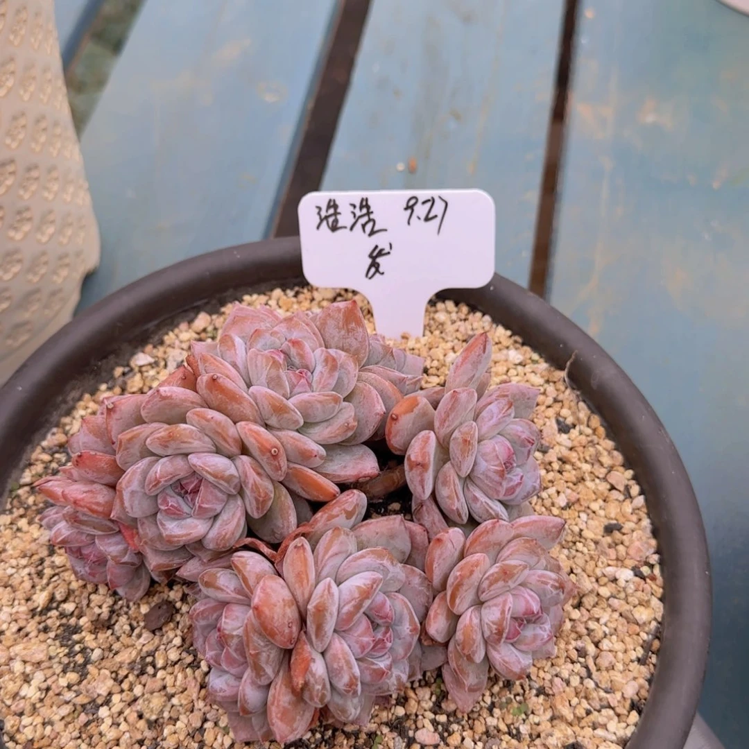 安之若素的浩浩发货