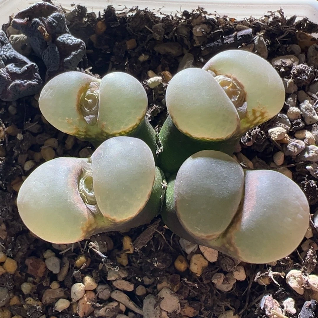 白窗翻窗群生母本超福利价05