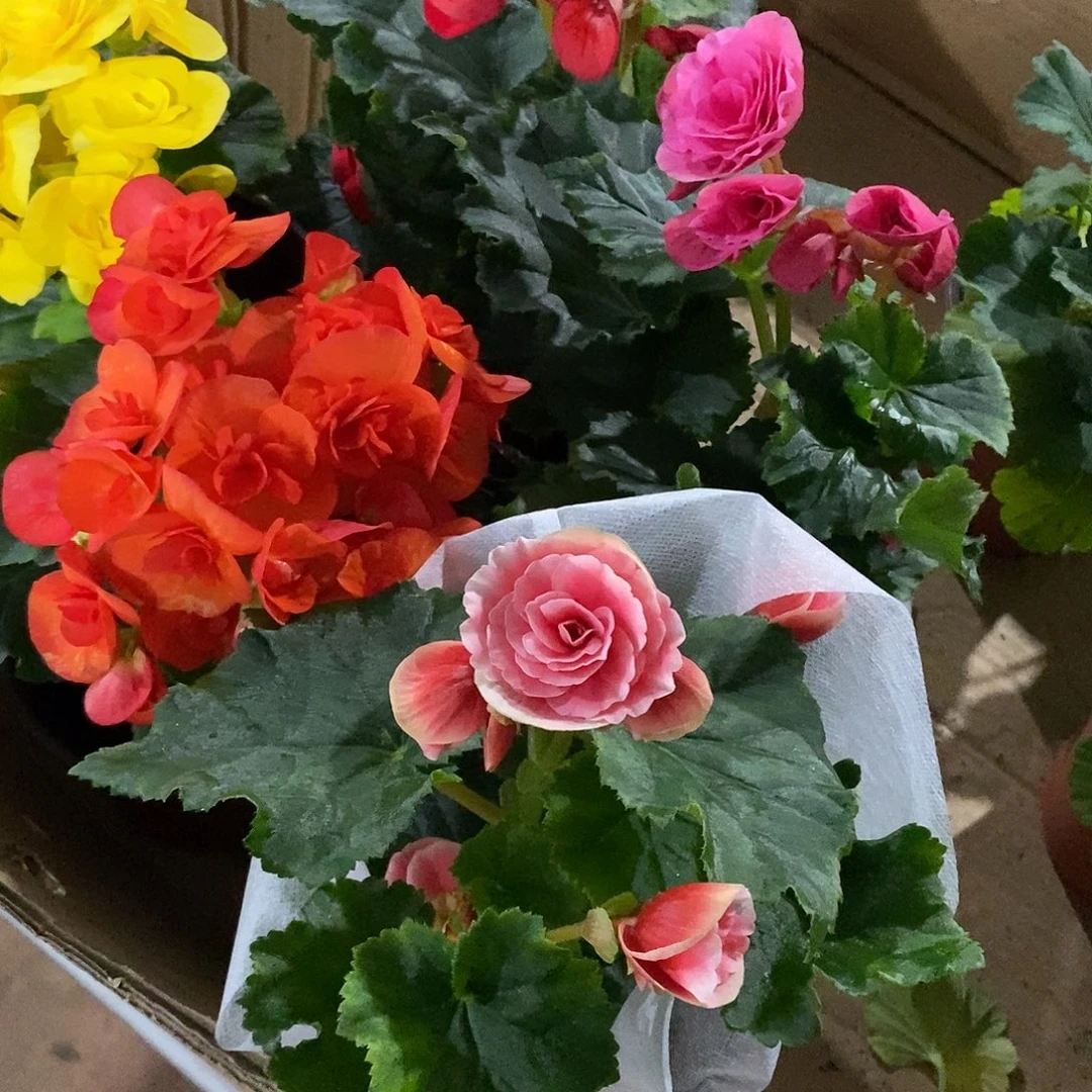 大部分开放少量花苞丽格海棠5盆5热