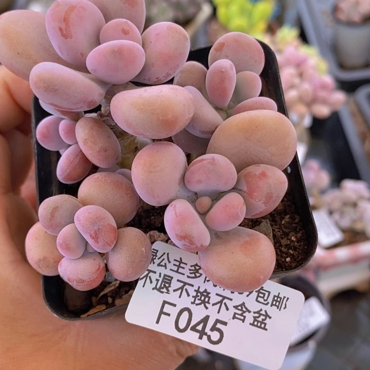 腰子桃蛋7cm045多肉植物