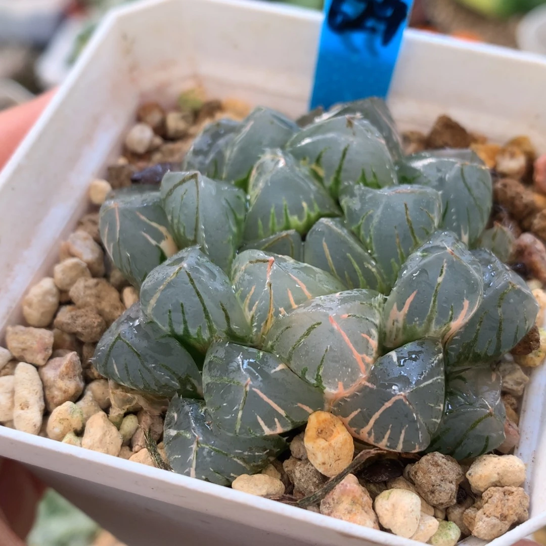 大窗oh玉露锦，带盆