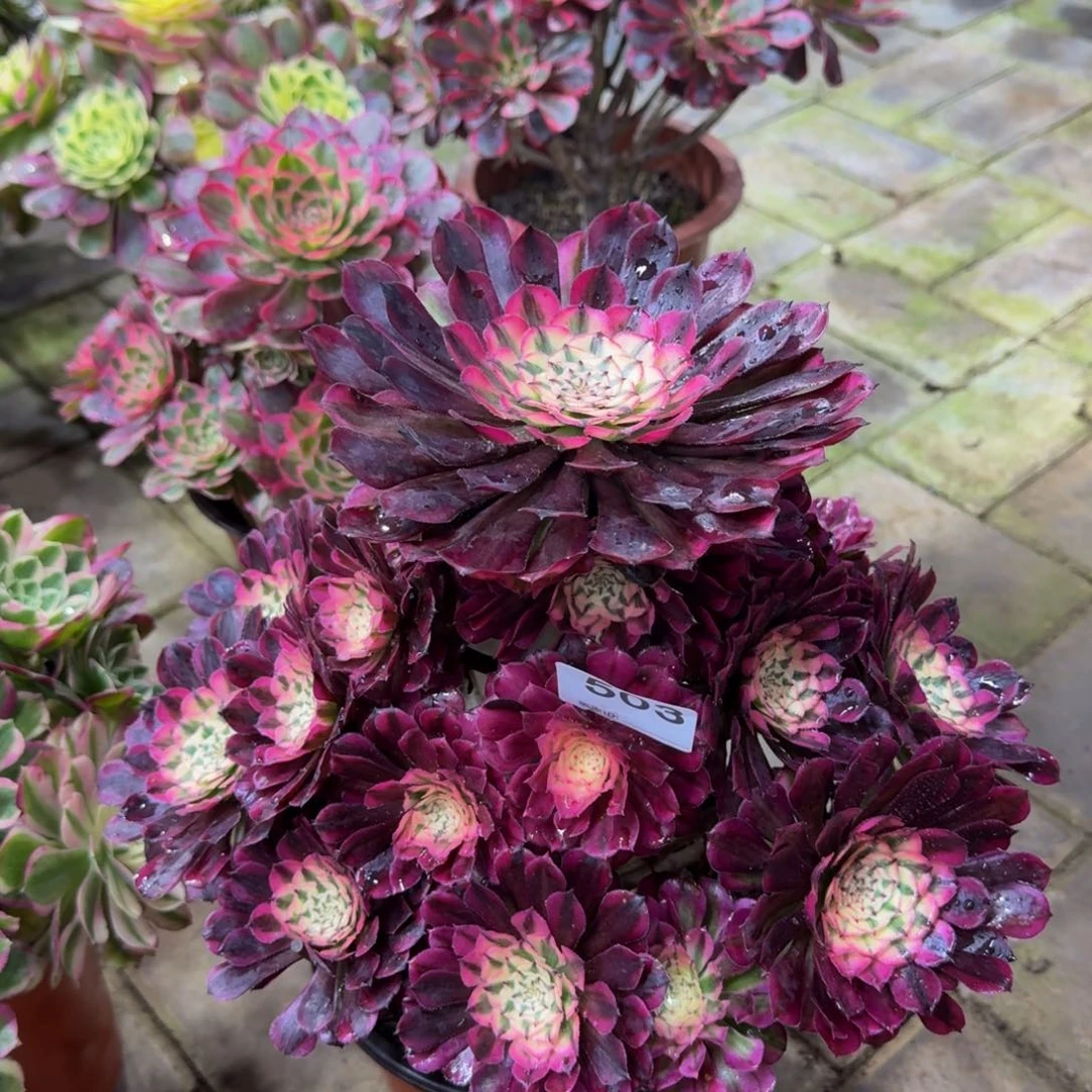 活***3多肉植物503红桐柏