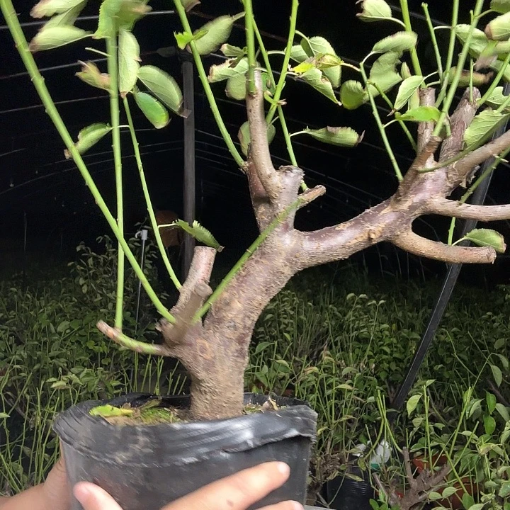 无花朵金钱和时间可以