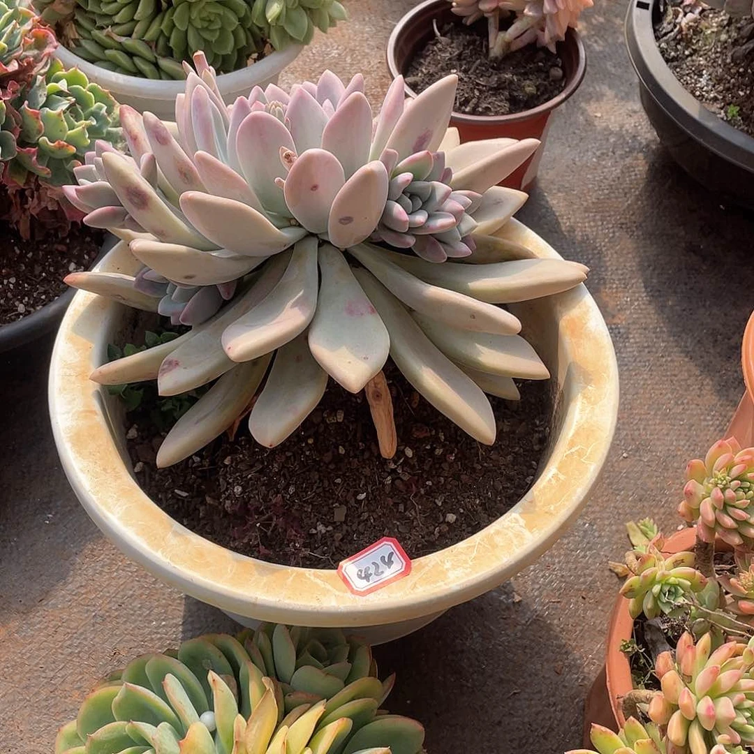 424奥普一物一拍多肉