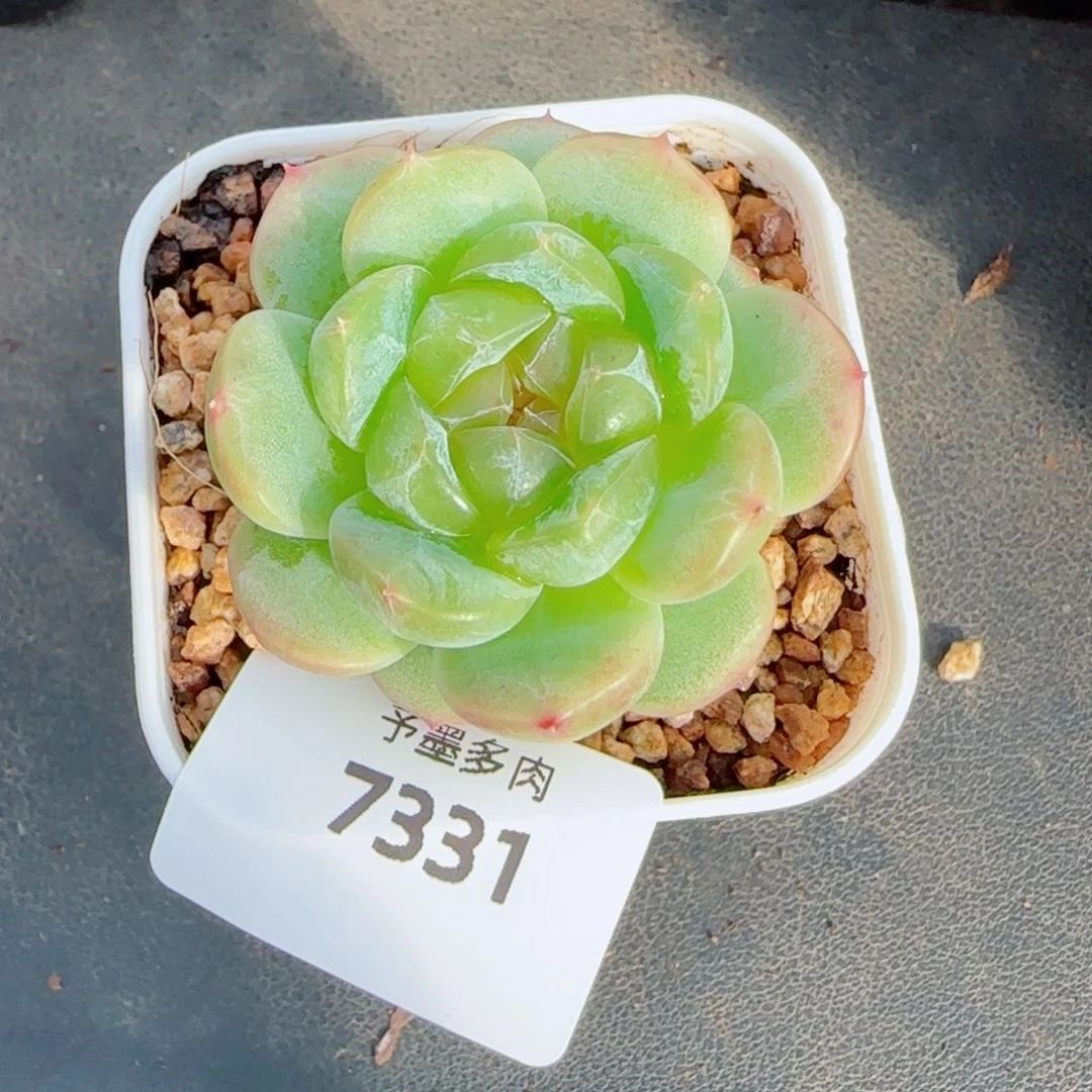 冷翠，7331多肉植物