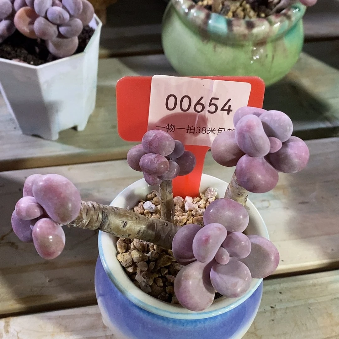 00654，奥普卡凑在小雨