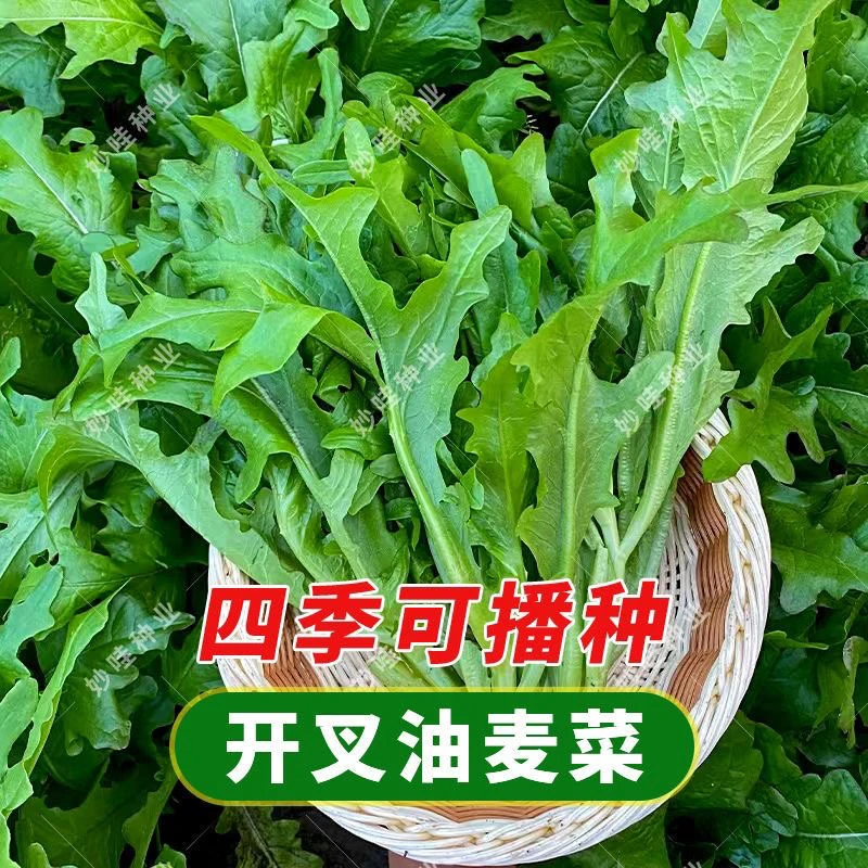 开叉油麦菜种子四季花叶油麦菜香油麦菜阳台春季新鲜蔬菜种子大全