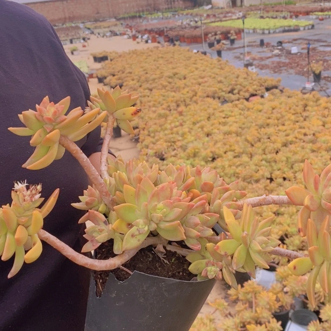 黄金布丁大盆整桩两盆