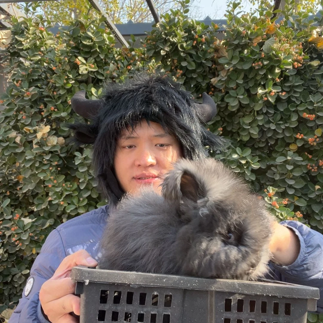 双血统英系安哥拉兔子