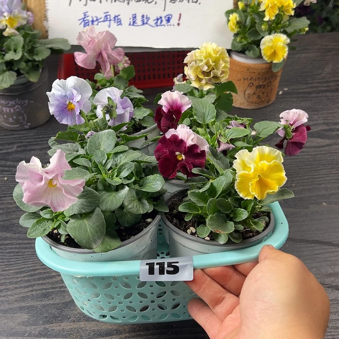 大部分花苞少量开放115号