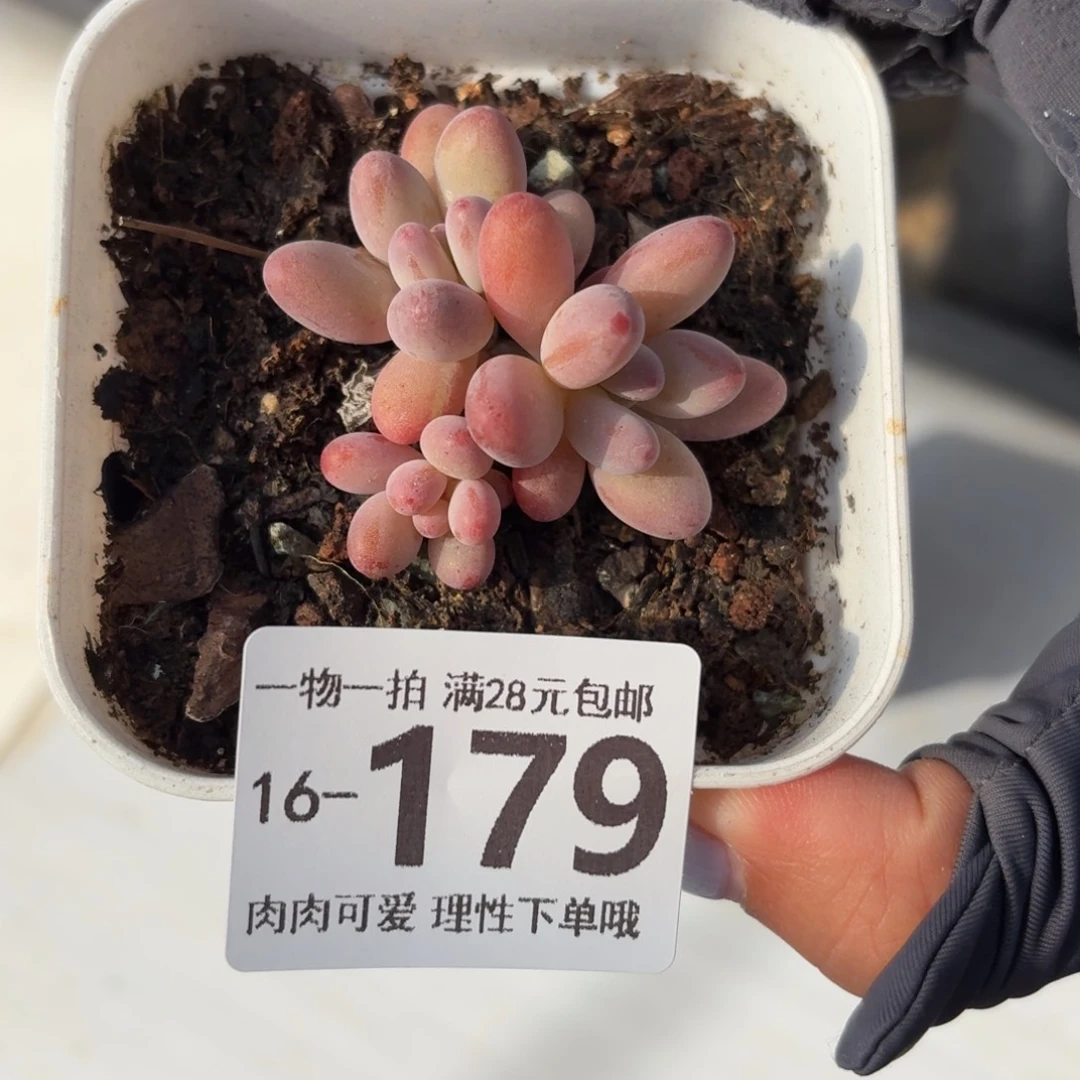 樱花奶无盆土发货无