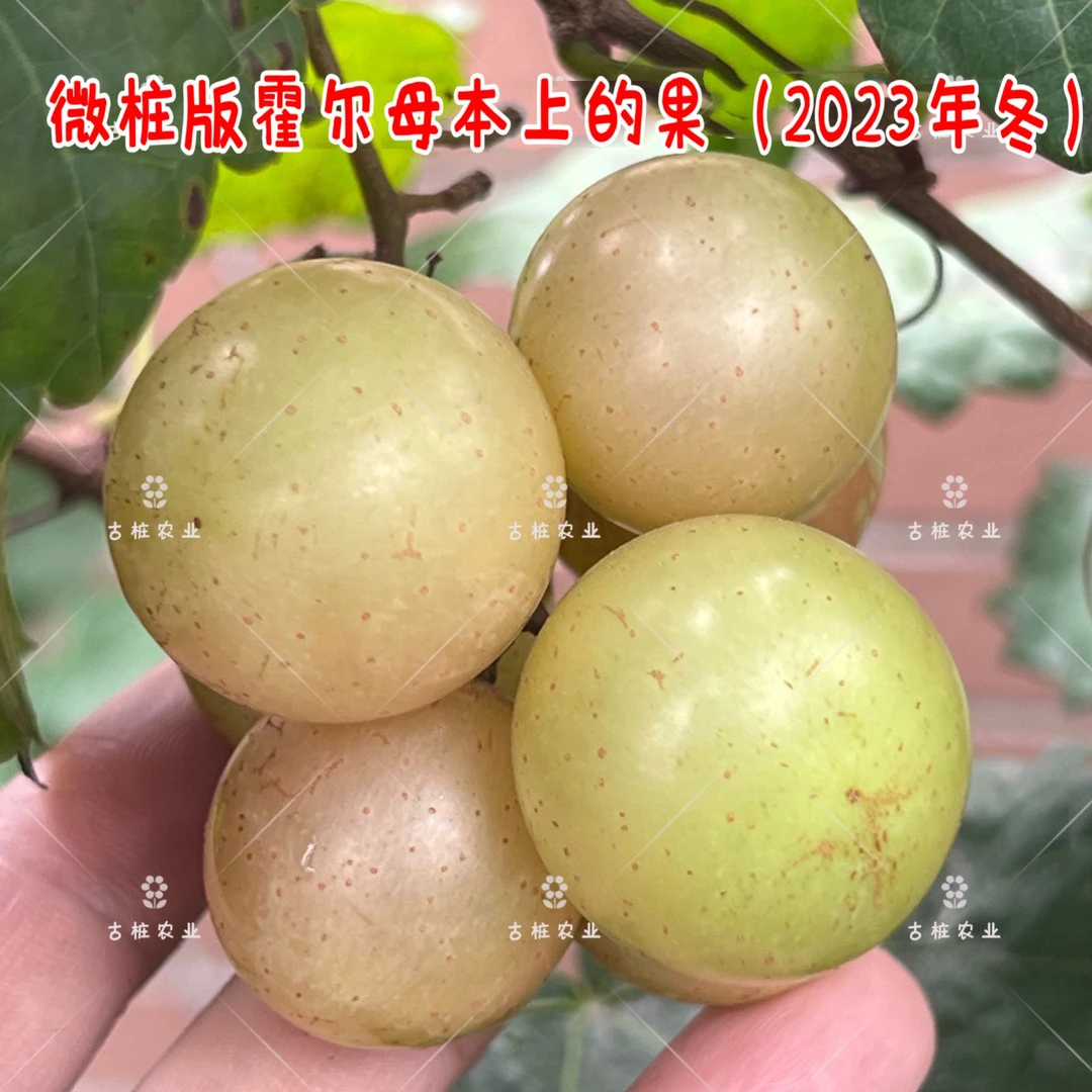 圆叶葡萄苗霍尔微桩版1米以上来源是自有微桩版2023年已结果母树