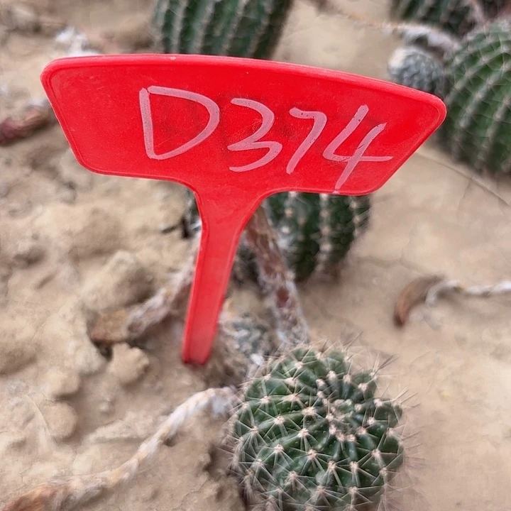 D374,cc139瑕疵歪头