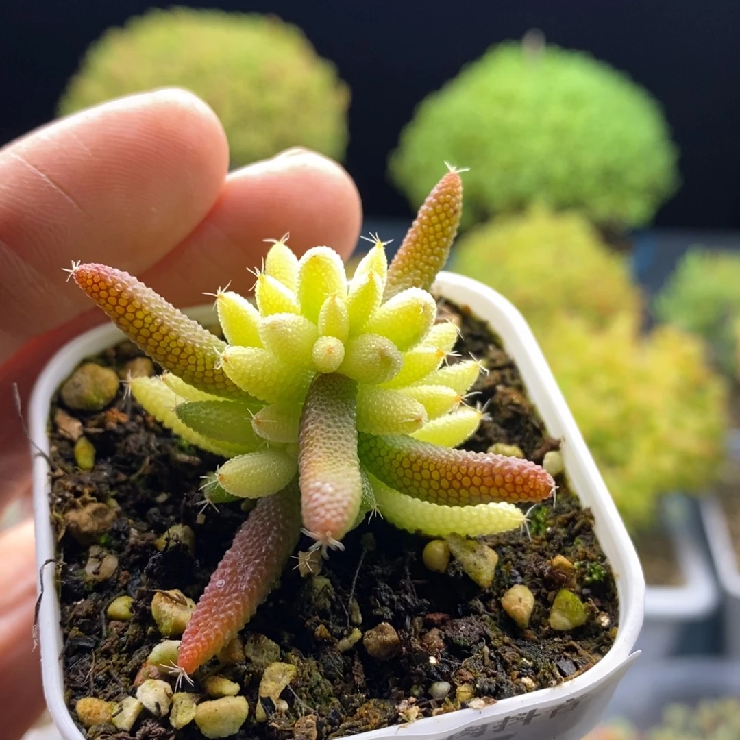 005玉米锦枝干。