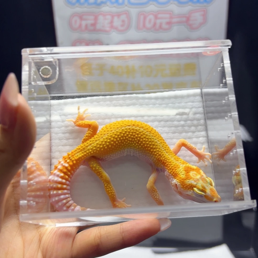 豹纹守宫 暴龙，，，
